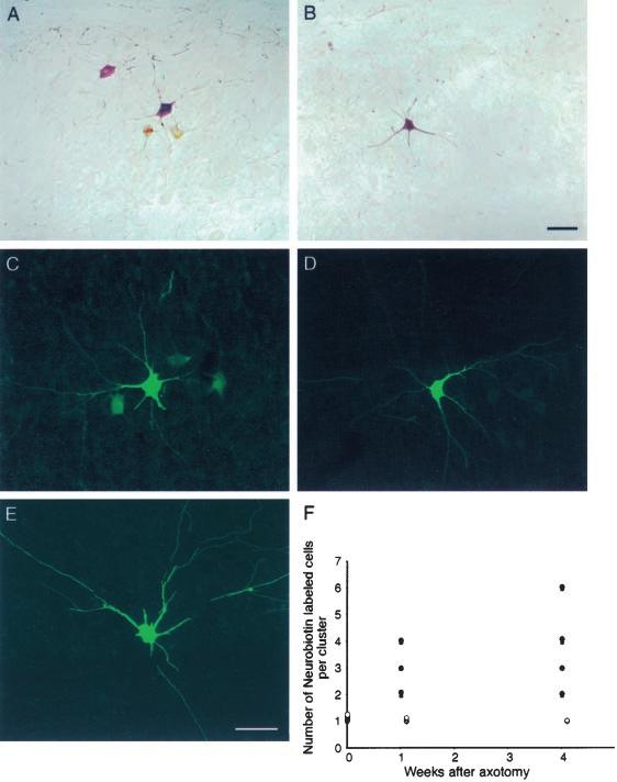 676 J. Neurosci., January 15, 2000, 20(2):674 684 Chang et al. Axotomy Induces Gap Junctional Coupling among Motor Neurons Figure 1. Axotomized motor neurons are extensively dye-coupled.