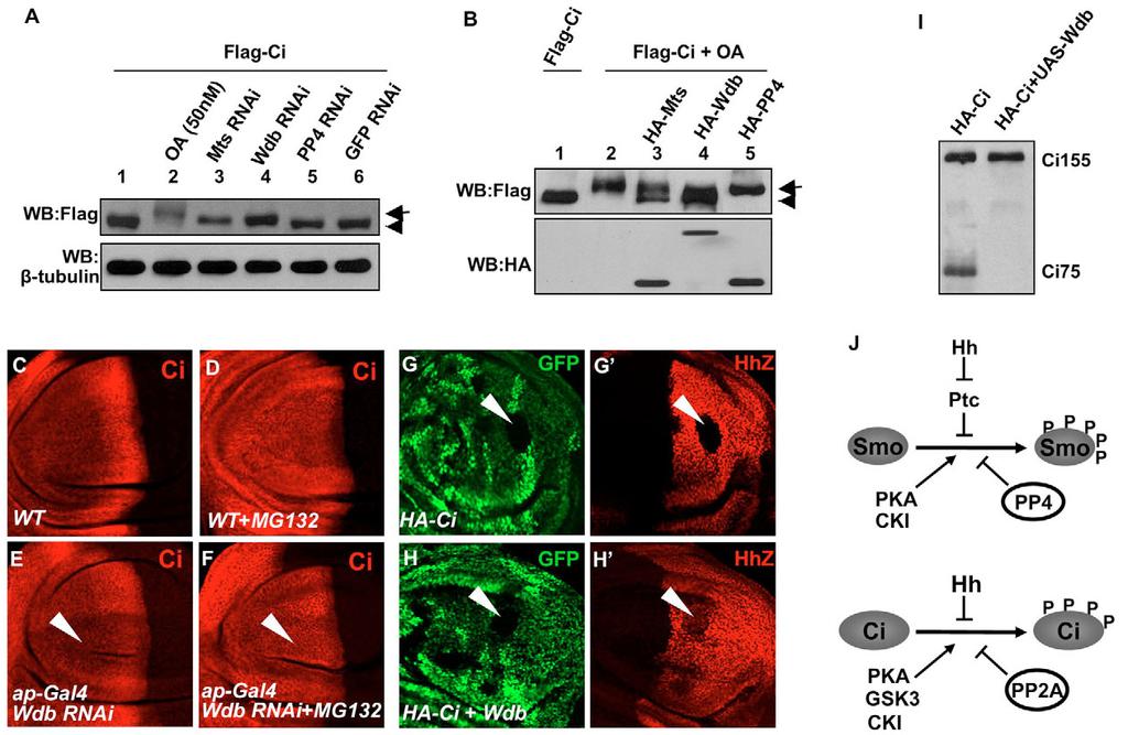 314 RESEARCH ARTICLE Development 136 (2) Fig. 6. PP2A downregulates Ci phosphorylation and blocks Ci proteolytic processing. (A)Ci FL phosphorylation is upregulated by PP2A RNAi.