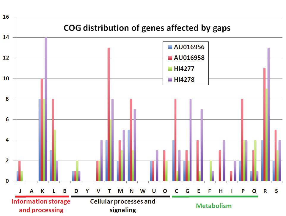 Figure 4.4. Distribution of genes affected by gaps in terms of functional classification according to the Clusters of Orthologous Groups (COG) of proteins.