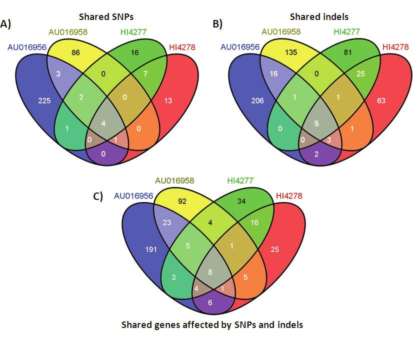 Figure 4.7 Shared SNPs, shared indels, and shared genes that are perturbed by these mutations, within four ET 12 strains.