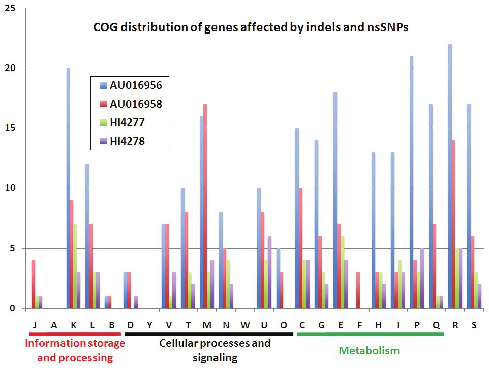 Figure 4.8. Distribution of genes altered by non synonymous SNPs or indels, in terms of functional classification according to the Clusters of Orthologous Groups (COG) of proteins.