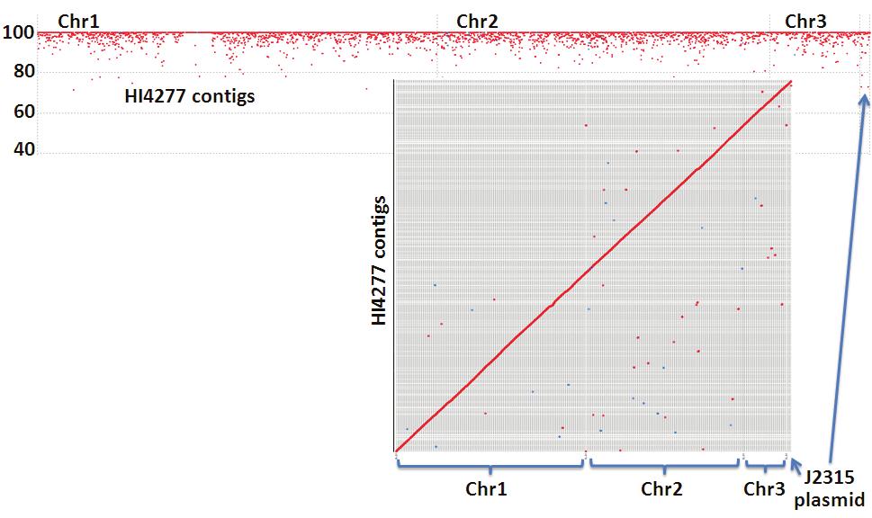 Figure 4.9. Alignment of contigs with reference strain J2315. Top diagram displays the location and percent identity of each HI4277 contig mapped to a linearized J2315 genome.