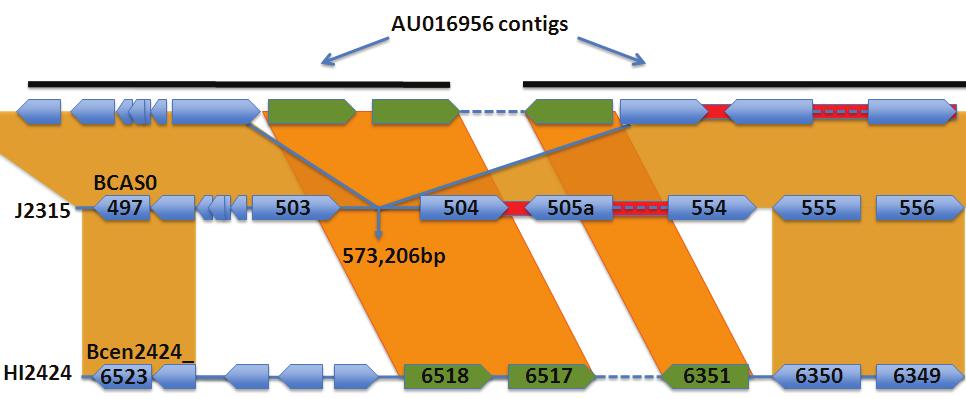 Figure 4.10. Comparison of two AU16956 contigs with the genomes of B. cenocepacia lineage ET 12 strain J2315 and PHDC lineage strain HI2424.