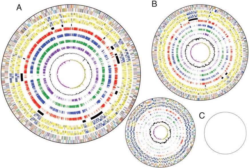 4.9Mb 3.4Mb Scaled Size 1.4Mb Figure 1.2. Genome of B. xenovorans LB400. Circular representation for chromosome 1 (A), chromosome 2 (B), and the megaplasmid (C), scaled to size as indicated.