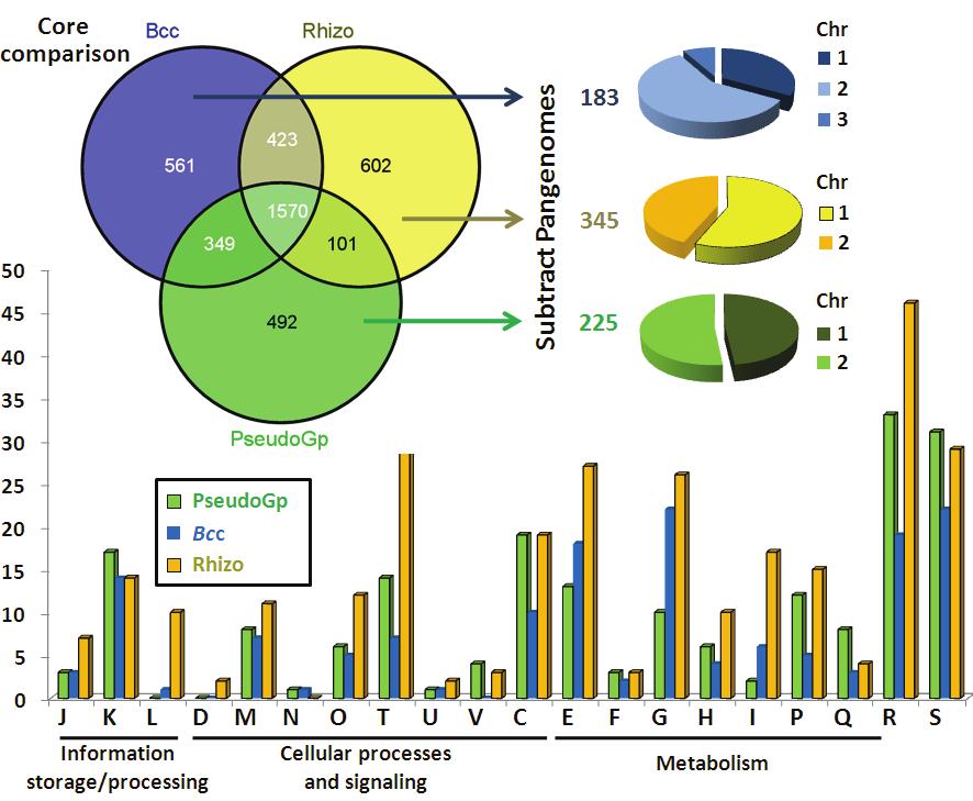 Figure 2.6. Lineage pangenome comparisons. Above is a Venn diagram depicting the core genomes of the 3 main lineages of Burkholderia, their overlap, genomic location and functional capacity.