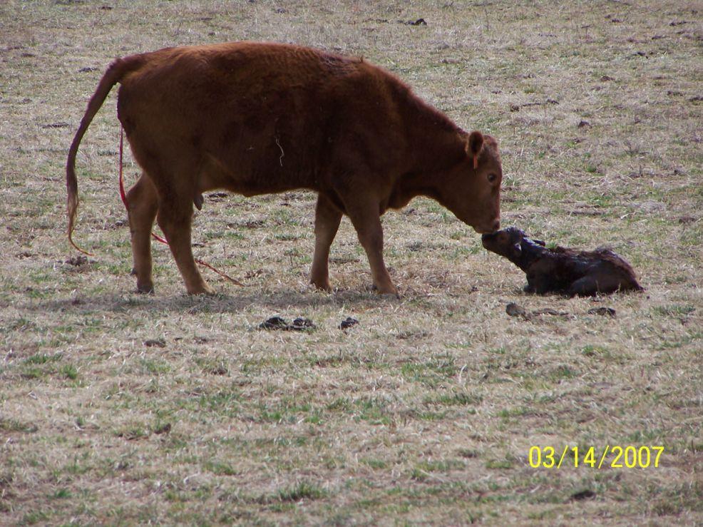 So...Why did we change to June calving?!less Stress:! Life is simpler! There is less frustration in the Spring!