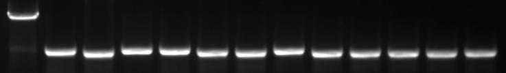 a Accession 1 Accession 2 5 mc NMR19-4M Methylation level 6 Genotype for NMR19-4 5+6 1 NMR19-16u Genotype for NMR19-16 1+2 2 b + NMR19-16M NMR19-4M NMR19-16M NMR19-4M Supplementary Figure 2