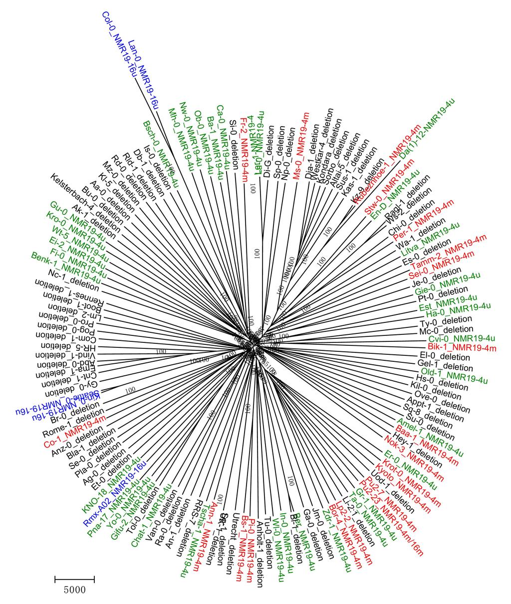 Supplementary Figure 6 Phylogenetic tree of Arabidopsis thaliana accessions using genome-wide single nucleotide polymorphism data.