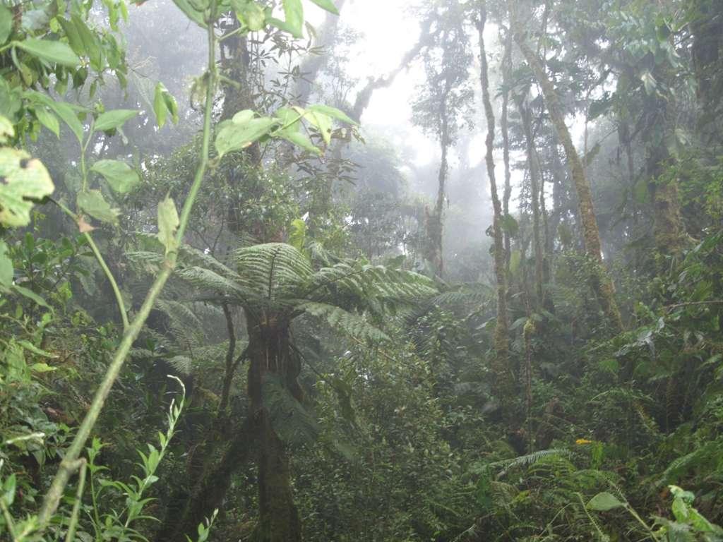 Evaluation of the ecosystem dynamics of Amazonian rainforests with 4 global vegetation models David Galbraith, Naomi Levine, Brad Christofferson, Hewlley