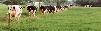 consist of dual purpose breeds such as Simmental and Brown