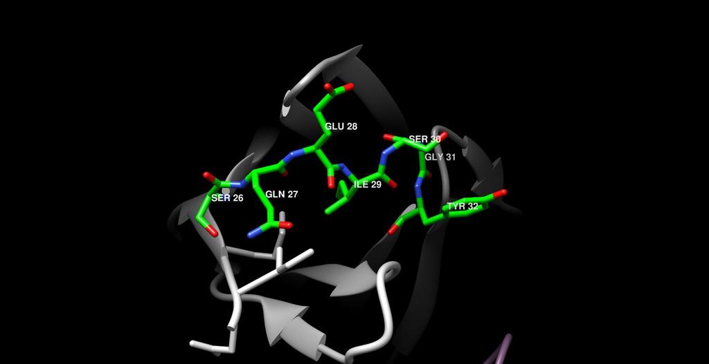 IgG structural analysis: CDR L1