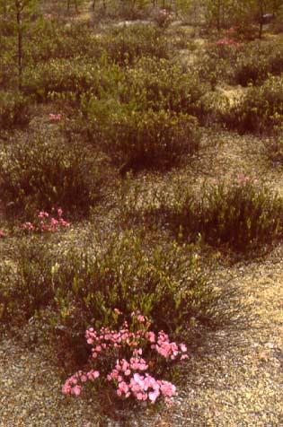 CT 4. Chamaedaphne calyculata Kalmia polifolia / Cladina mitis Location (Figure 5) Richardson River Dunes Wildland Park Plot 3 12V0493776 UTM 6444076 (June 15, 2000) Plot 7 12V0497848 UTM 6429355
