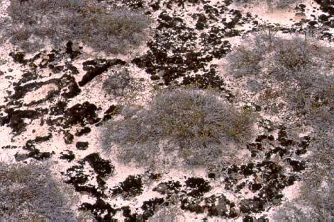 CT 5. Hudsonia tomentosa / lichen crust on sand Location ( see Figure 5) Richardson River Dunes Wildland Park 12V0497752 UTM 6430191 (June 13, 2000) Site Description This community was found on a