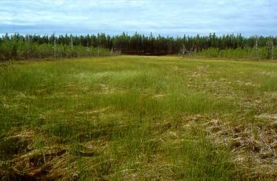 CT 6. Carex oligosperma / Sphagnum subsecundum poor fen Location (see Figure 5) Richardson River Dunes Wildland Park Plot 3 12V0493776 UTM 6444076 (June 15, 2000) Plot 7 12V0497848 UTM 6429355 (June
