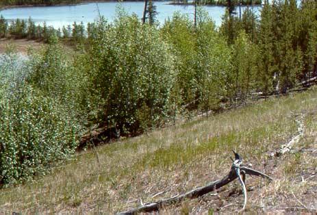 CT 7. Carex siccata Graminoid Slope Location (Figure 6) Maybelle River Wildland Park Plot 4 12V0513221 UTM 6461708 (June 16, 2000) Plot 5 12V0512871 UTM 6461848 (June 16, 2000) Plot 5a 12V0509127 UTM