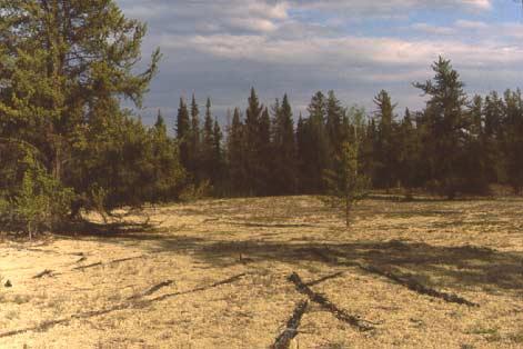 CT 2. Pinus banksiana / Cladina mitis Location (Figure 3) Marguerite River Wildland Park 12V0539708 UTM 6396534 (June 14, 2000) Site Description A community of vegetated sand plains.