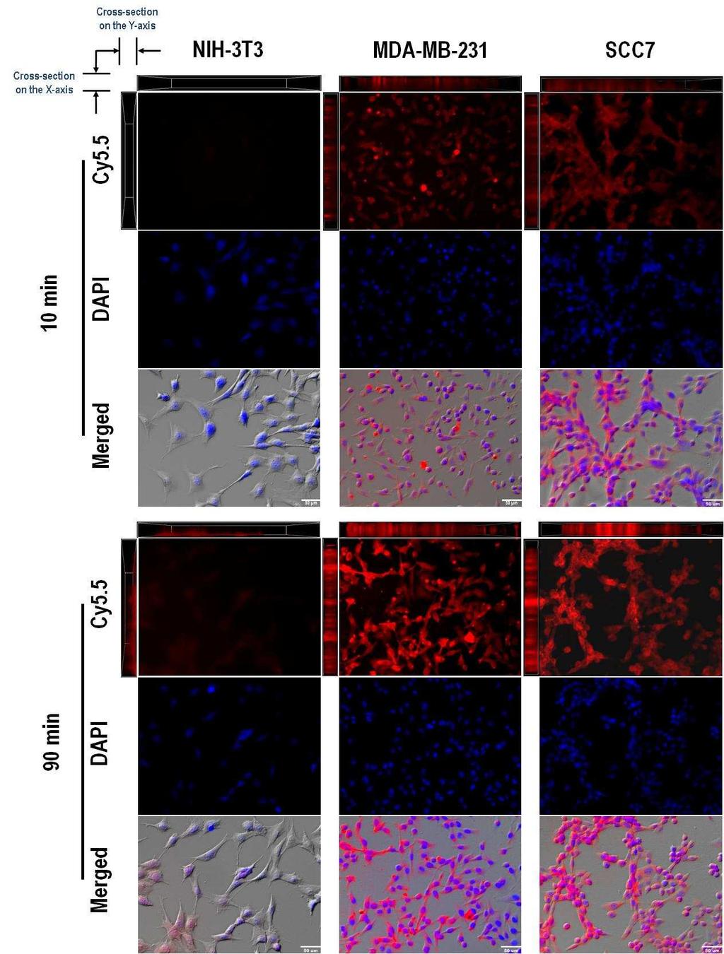 Figure S1. Cellular uptake behavior of Cy5.5-labeled P-HA-NPs in vitro. Confocal images of normal fibroblast cells (NIH-3T3) and cancer cells (MDA-MB-231 and SCC7) incubated with Cy5.
