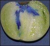 Water may infiltrate into produce Water enters into tomatoes, apples, melons If water is colder than the product, it is