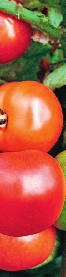 The comprehensive solution In India tomatoes are mainly grown for the table, whereas Mother Dairy needs good-quality processing grades to make tomato paste.