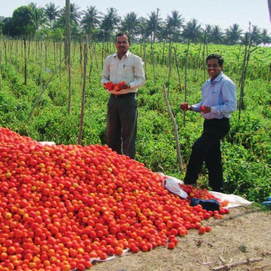 technical know-how. Since the area identified was a new area for tomato production, it was necessary to support the farmers on all fronts.