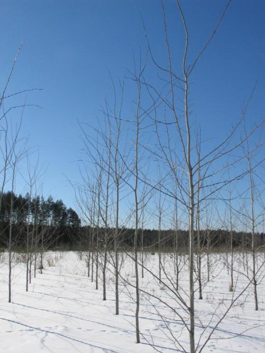 Hybrid aspen plantation after the fifth growing season in