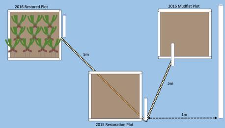 METHODS To test if transplanted seagrass could trigger its own persistence and expansion in a restoration context in the Elkhorn Slough, an