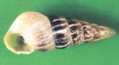 Italian round snails, for example, are aggressive feeders on green vegetation and are less likely to take bait if there are growing crops and weeds available for them to feed on.