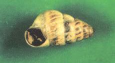 A single size group of snails usually indicates they are moving in from nearby areas. A range of small to large snail sizes indicates snails are breeding in the area.