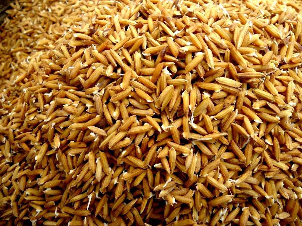 Germination of paddy seeds