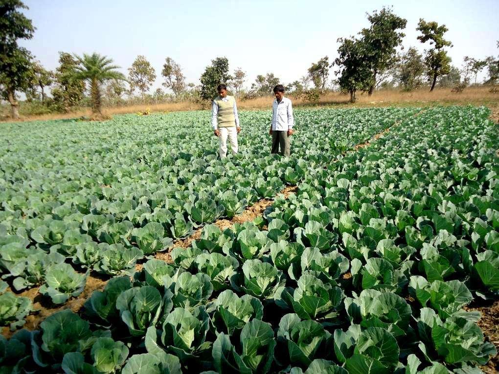 Cabbage production by