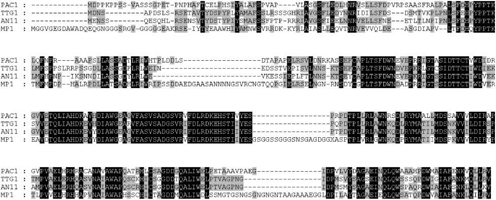 pac1, a Z. mays WD40 Anthocyanin Regulator 455 Figure 4. Alignment of PAC1, TTG1, AN11, and MP1. Amino acids conserved in all four proteins are indicated in black.