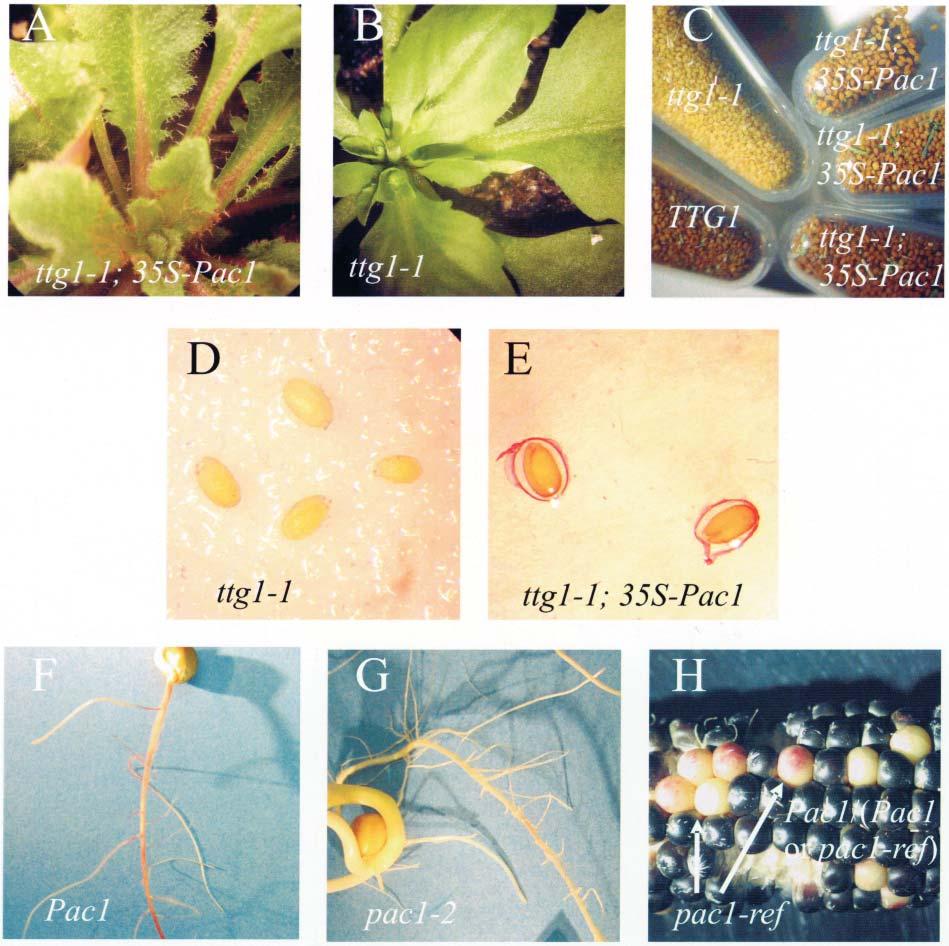 456 The Plant Cell Figure 5. Phenotypes of 35S-Pac1 Complemented ttg1-1 Mutants and pac1 Mutants. (A) and (B) Anthocyanin, trichome, and leaf phenotypes are complemented by the 35S-Pac1 transgene.