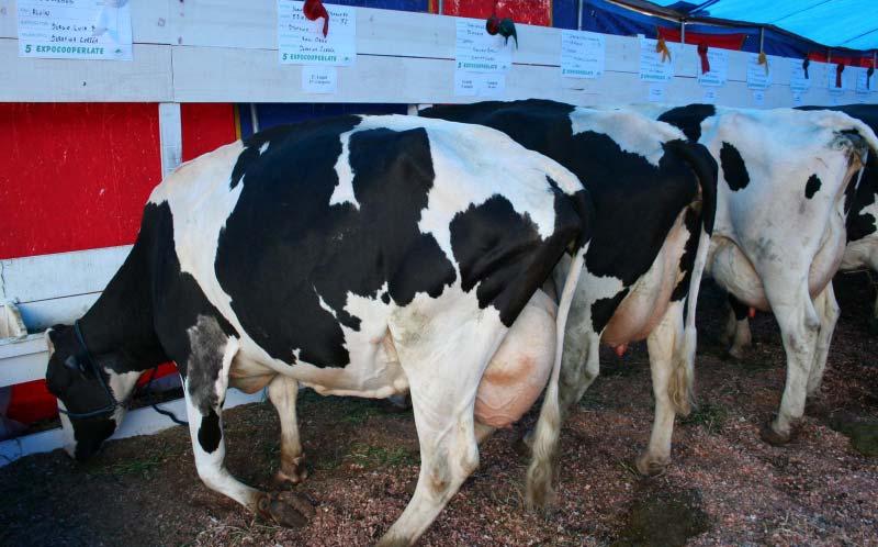 Leading surplus milk producing countries (2007) Country Millions of tons of milk (in liquid milk equivalent) New Zealand 15.5 European Union (15) 6.9 European Union ** (10 new) 3.4 Australia 3.
