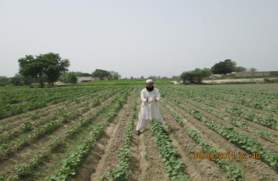 Evaluation of multi - crop bed planter (65 sites) Farmer practice: Khyber Pakhtunkhwa: Hand