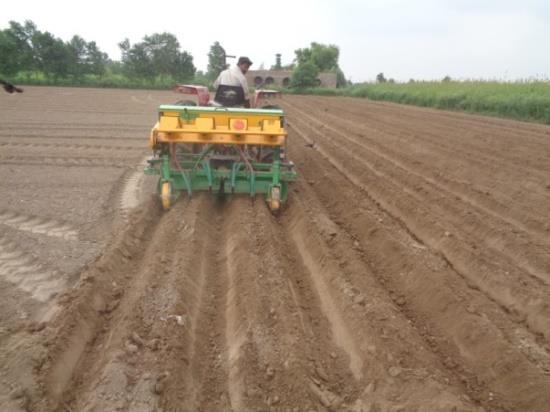 Mechanized planting on center of beds / ridges Fertilizer and seed in single operation Plant