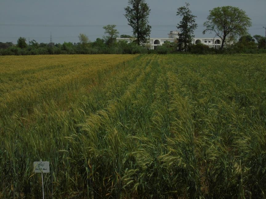 Grain Yield (kg ha -1 ) Zero-Till Planting 208 2588