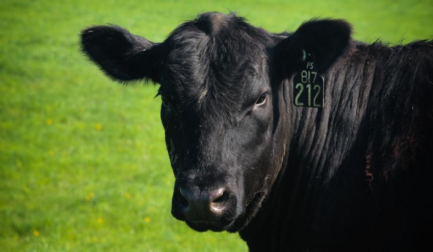 beef business prosper. Angus wins the award for most entrepreneurial U.S.