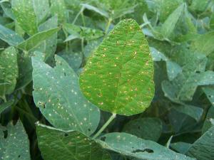 soybean. Some diseases to look for are listed below.