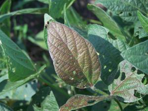 Figure 1 shows brown lesions and yellowing on the leaf edges caused by the Septoria brown spot pathogen of soybean.