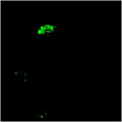 Surface MHC Class II c CTB Apoptotic cells & E. coli Total MHC Class II CTB Apoptotic cells & E.