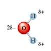 attraction Hydrogen