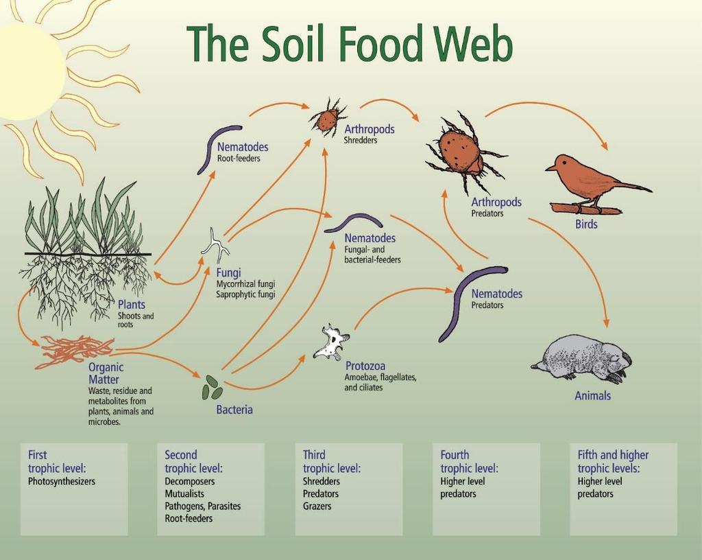 Soil, a complex