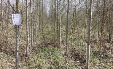 50 ha were cultivated both on forest and abandoned agricultural lands. During the past decade, up to 400 ha of hybrid aspen short rotation plantations have been planted annually in (Fig.