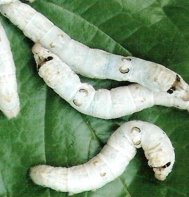 Evaluation of new mulberry silkworm (Bombyx mori L.