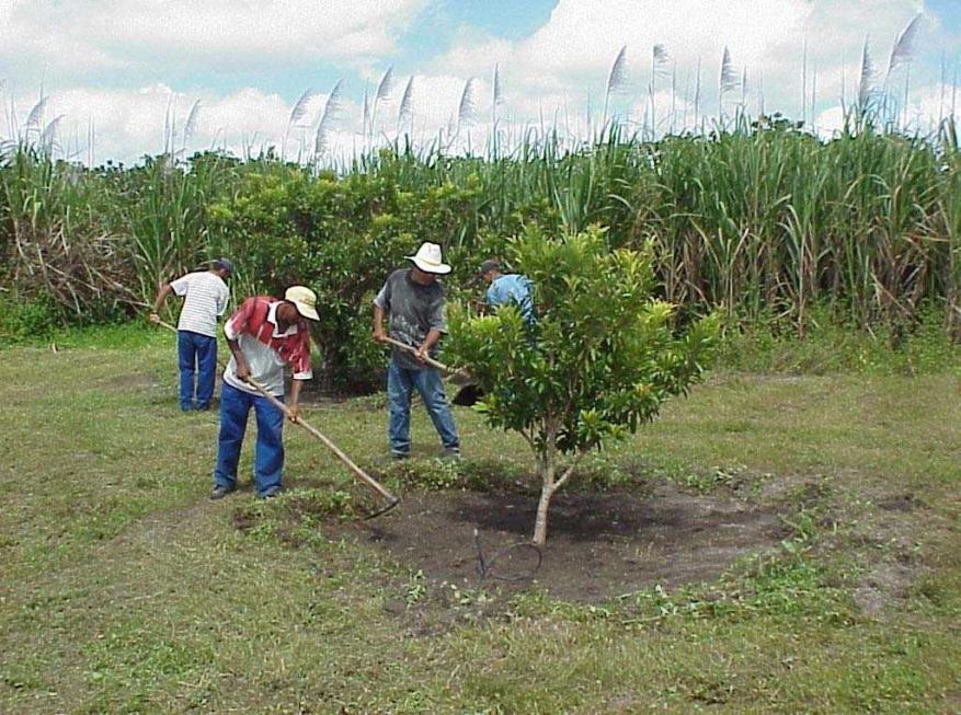 Photo: Cláudio Morões Brazilian Agriculture Contribution of Family Farming» Farming area: 106.