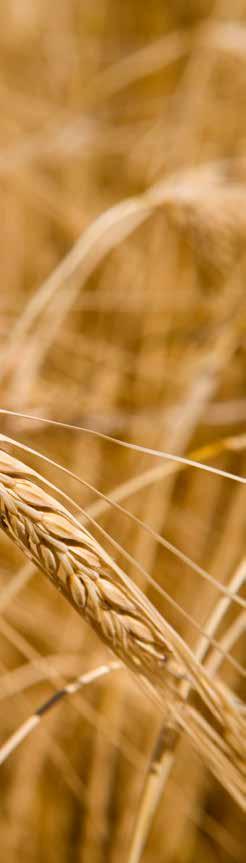 Laureate (Limited availability) A NEW STANDARD FOR THE BREWING AND DISTILLING INDUSTRY Laureate is the first malting barley that successfully combines the zero GN trait with excellent yields, grain