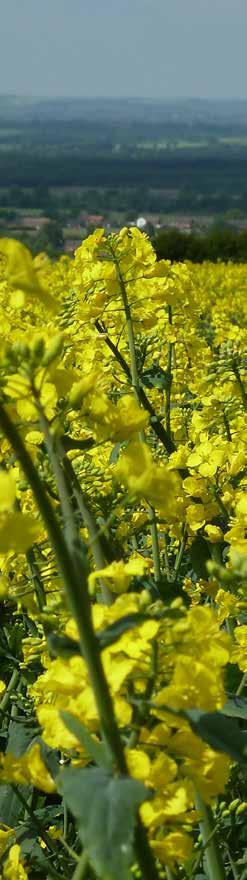 Spring Oilseed Rape HYBRID CONVENTIONAL Mirakel HIGH OIL CONTENT, EARLINESS OF MATURITY AND VERY GOOD RESISTANCE TO LODGING The new spring oilseed rape hybrid from DLE.