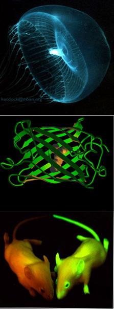Fluorescent protein GFP - Green Fluorescent Protein GFP is from the chemiluminescent jellyfish Aequorea victoria excitation maxima at 395 and 470 nm (quantum efficiency is 0.