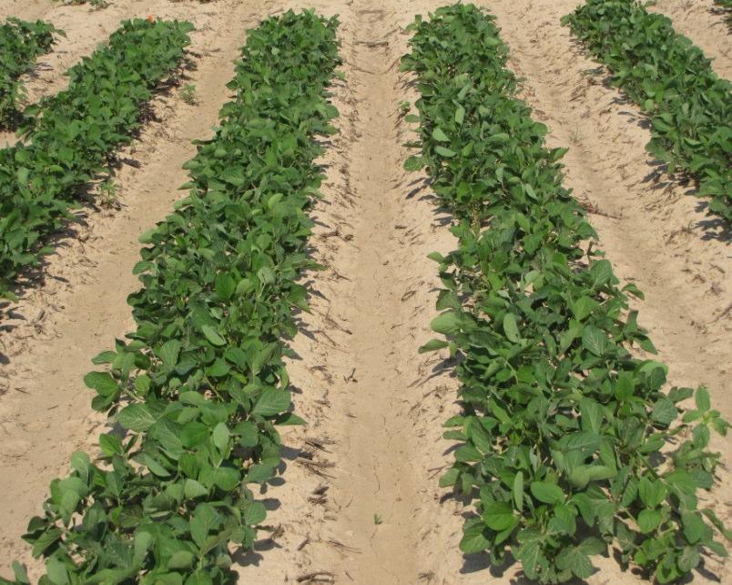 at Reduced rates Authority XL Reduced Rate Program RR & LL Soybeans Fall, Early Pre-plant, PPI, Preemerge Authority XL 4 oz/a + Dual Magnum 16 oz 25 Days after