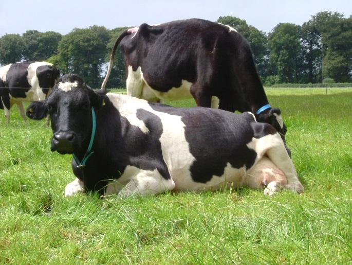 Potential effects of herd expansion on cow welfare in a pasture-based dairy industry - stakeholders perceptions Marchewka, J. 1, 2, Mee, J.F. 1, Boyle, L.A.